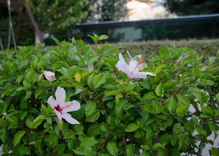 Aithrio ניפורייקה